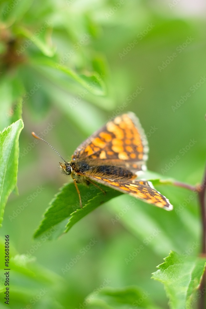 Butterfly Nymphalis polychloros Butterfly Nymphalis polychloros