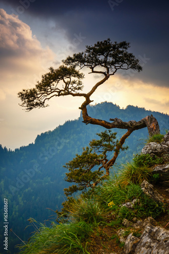 Sokolica peak in Pieniny Mountains with a famous pine at the top, Poland © dziewul