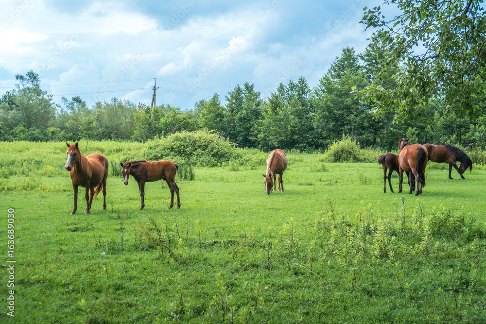 Brown horses on pasture, nature, Animal world Brown horses on pasture, nature, Animal world