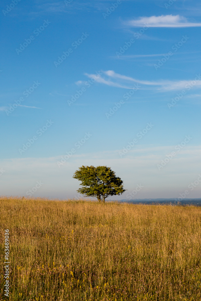 Fototapeta premium A tree in a field