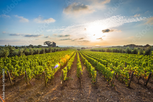 Bolgheri