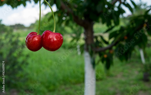 Red and sweet cherries on a branch just before harvest in early summer photo