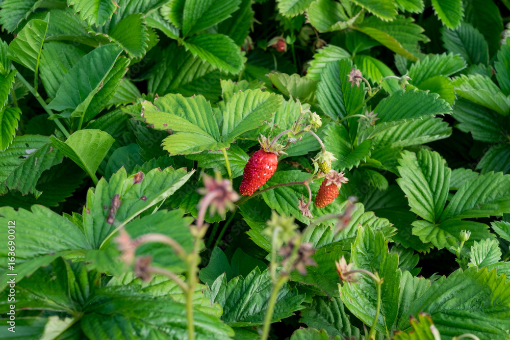 A close up of the strawberry with berries on garden-bed. A close up of the strawberry with berries on garden-bed.