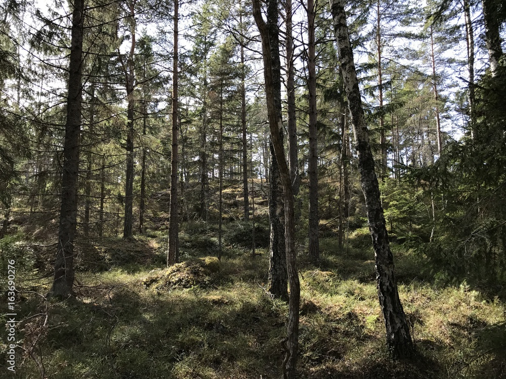 Fototapeta premium Sweden