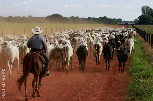 Wallpaper Mural Pecuária - Confinamento Torontodigital.ca