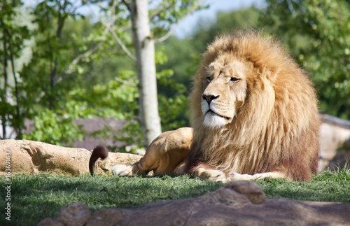 Lion en parc Zoologique