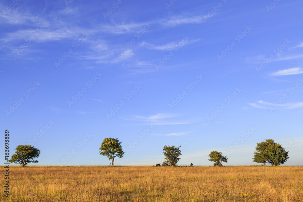 Trees on the horizon