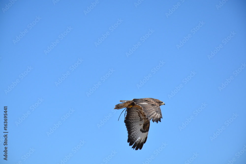 Obraz premium oiseau