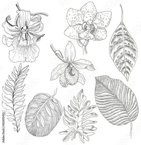 Orchid flowers and leaves of exotic plants. Sketches with a marker. Vector