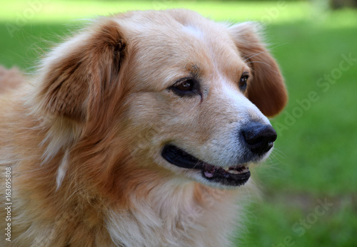 Cute brown dog in outdoor, pet © Adrienne