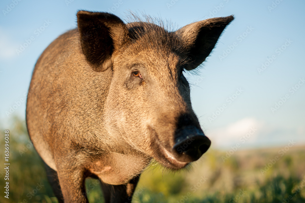Fototapeta premium Wild boar smiling, close-up