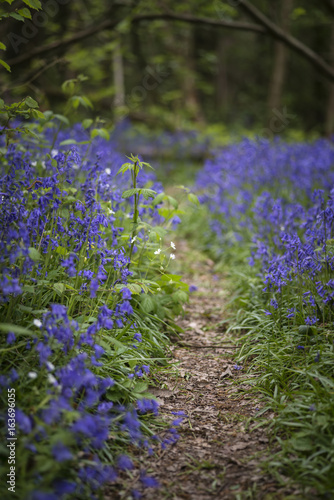 Fototapeta Naklejka Na Ścianę i Meble -  Shallow depth of field landscape of vibrant bluebell woods in Spring