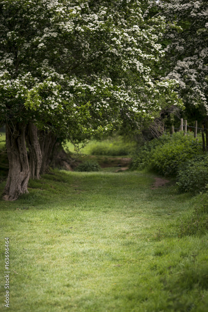 Fototapeta premium Path through lush shallow depth of field forest landscape in English countryside in Spring