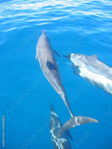 Dauphins en mer à Tahiti