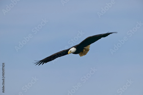 Bald Eagle  Haliaeetus leucocephalus 