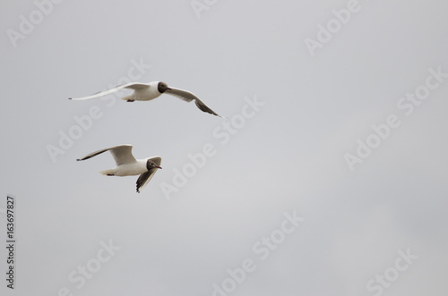 Gulls flying