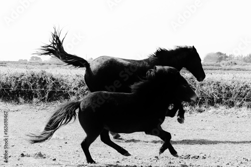 chevaux au galop © Gaelle