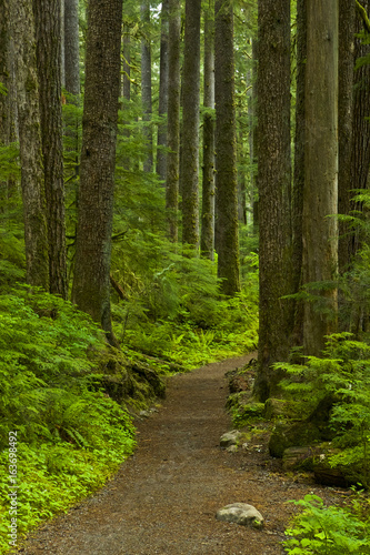 Forest trail  SolDuc river  Olympic NP  WA