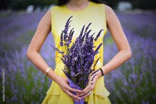 Fototapeta Naklejka Na Ścianę i Meble -  Curious chicken smelling fragrant bouquet of lavenders in North Fork, Long Island
