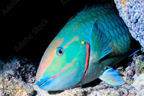 Parrot Fish