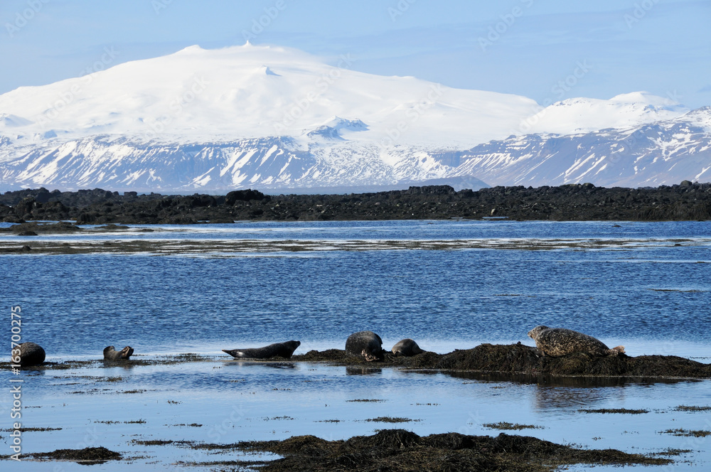 Fototapeta premium Snæfellsjökull - Plage Ytri Tunga