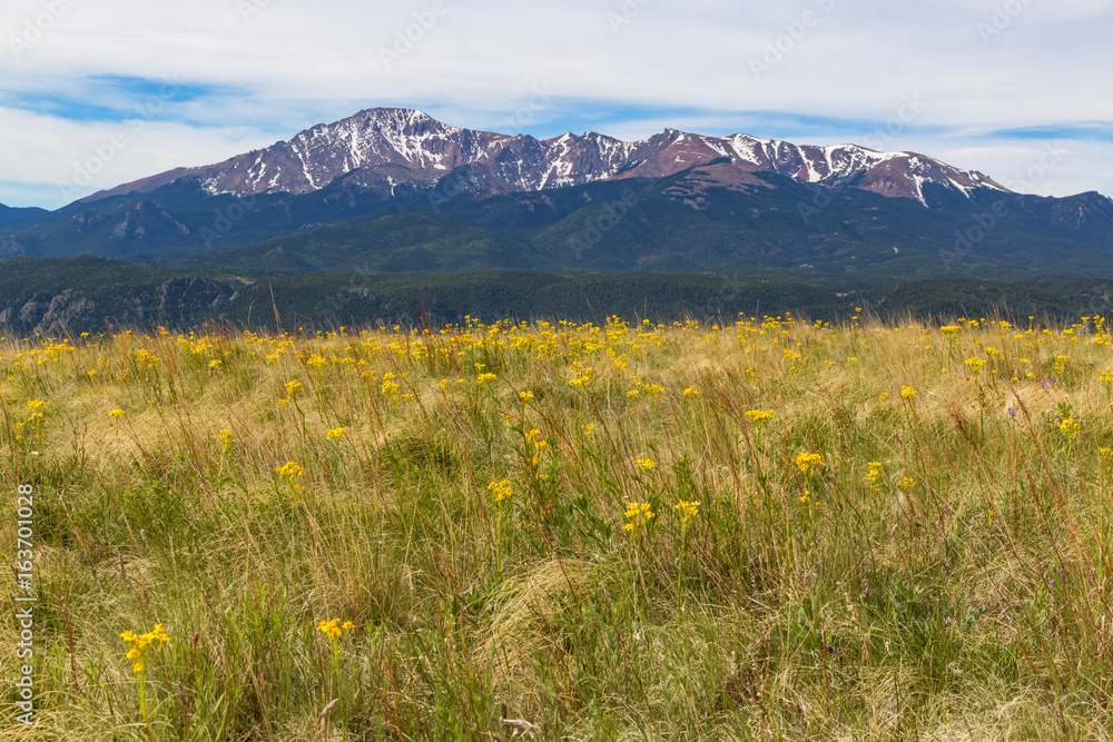 Fototapeta premium Wildflowers and Pikes Peak