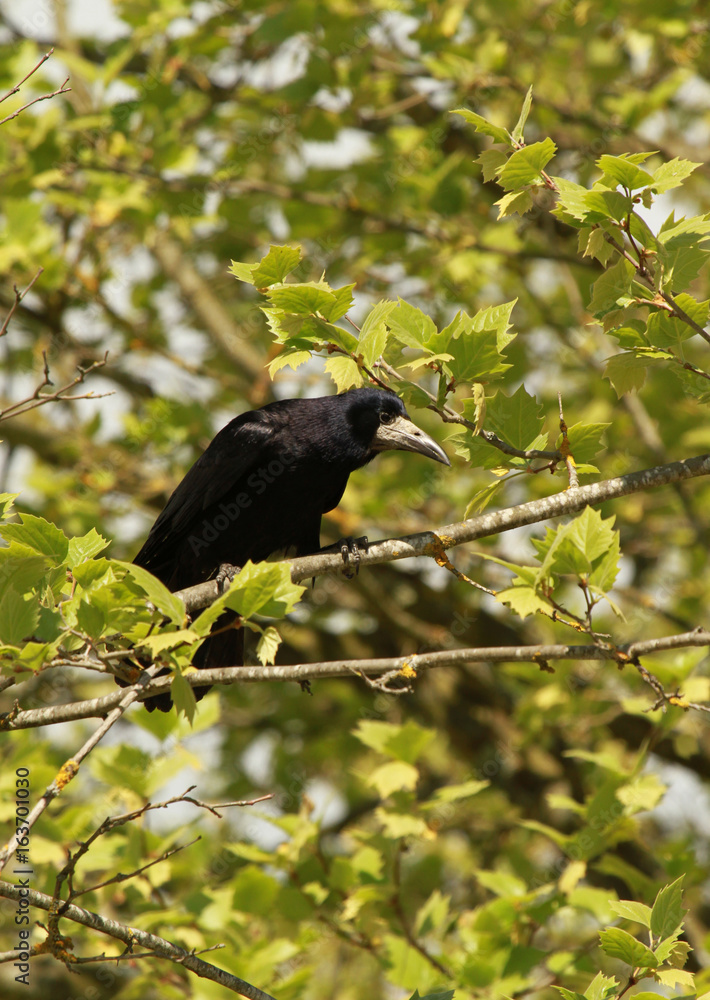 Fototapeta premium corbeau freux