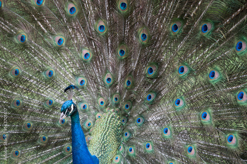 Obraz premium Peacock to left