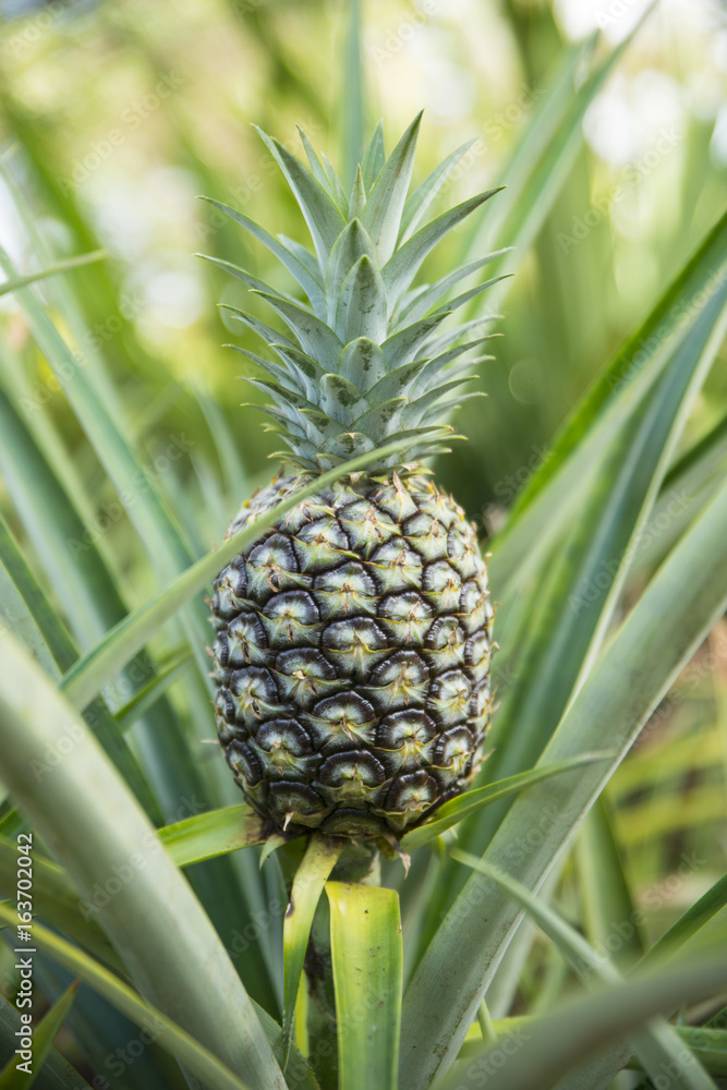 Pineapple on Plant Pineapple on Plant