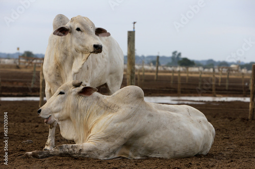 Pecuária - Confinamento