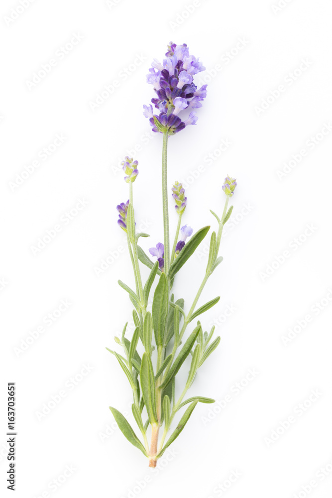 Fototapeta premium Kwiaty lawendy.