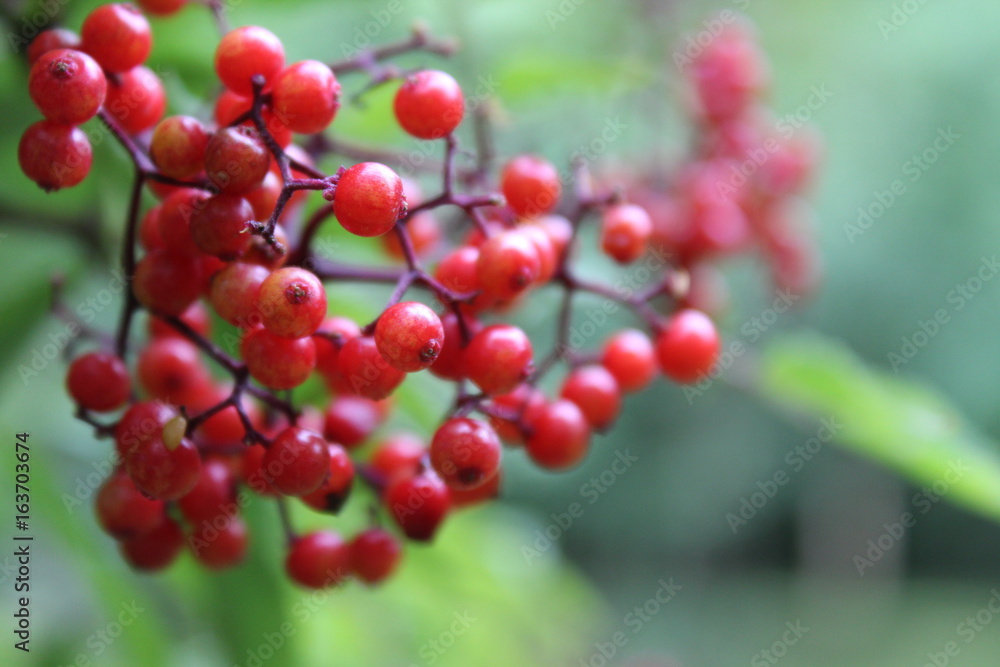 Red Elderberries Red Elderberries