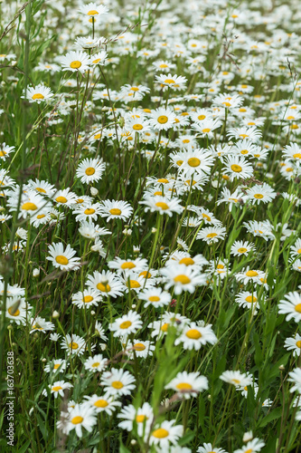 Small part of an infinite huge field of daisys flowers. Summer day. Concept of seasons, ecology, green planet, Healthy, natural green pharmacy, perfumery. Vertical