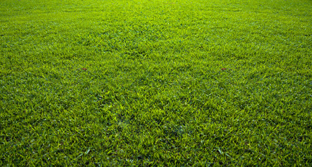 Background of beautiful green grass pattern