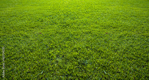 Background of beautiful green grass pattern