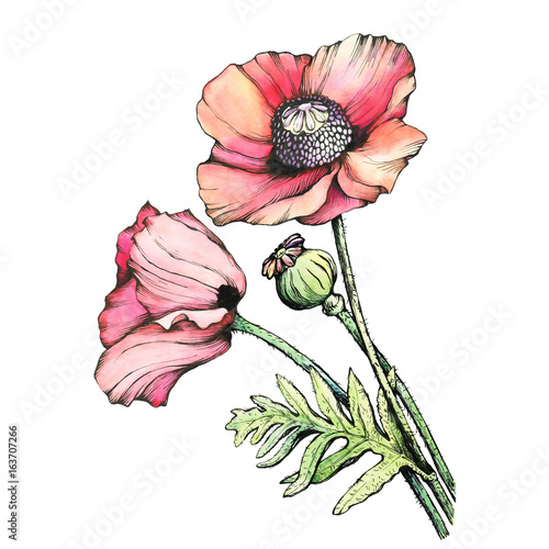 Photography Graphic the branch red poppies flowers with a bud (Papaver somniferum, the opium poppy)