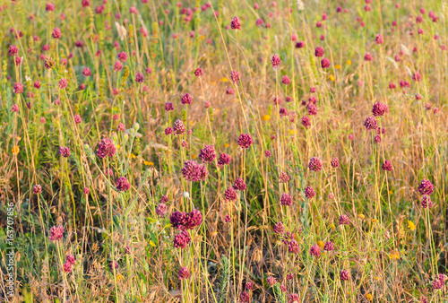 Meadow flowers red color at sunset. Meadow grass pattern