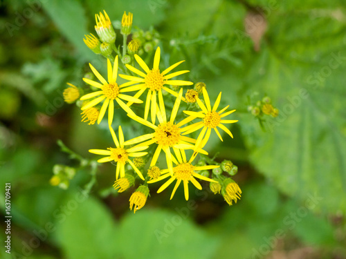Growing and Budding Goat's Beard Close up