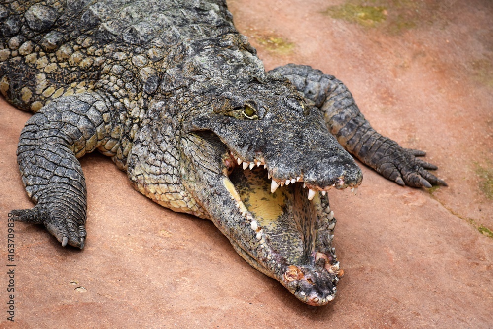 Obraz premium Crocodile