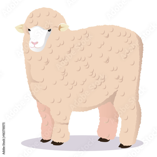Merino sheep
