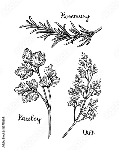 Herbs sketch set.