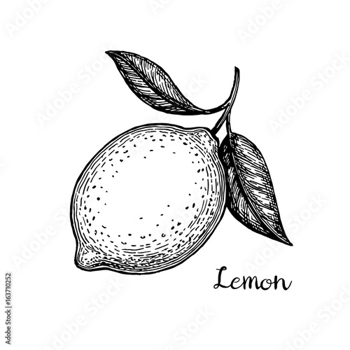 Vector illustration of lemon