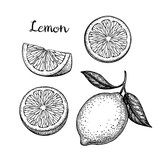 Hand drawn lemon set