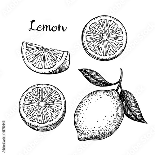Tela Hand drawn lemon set