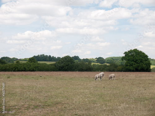 Three Sheep grazing in a farm field