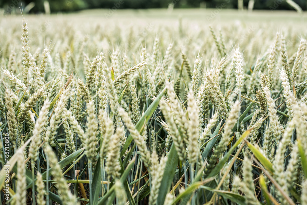 Wheat field Ears of golden wheat close up Beautiful Nature Landscape Rich harvest Concept Wheat field Ears of golden wheat close up Beautiful Nature Landscape Rich harvest Concept
