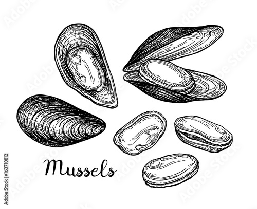 Mussels ink sketch.