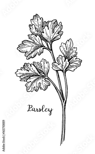 Parsley ink sketch.