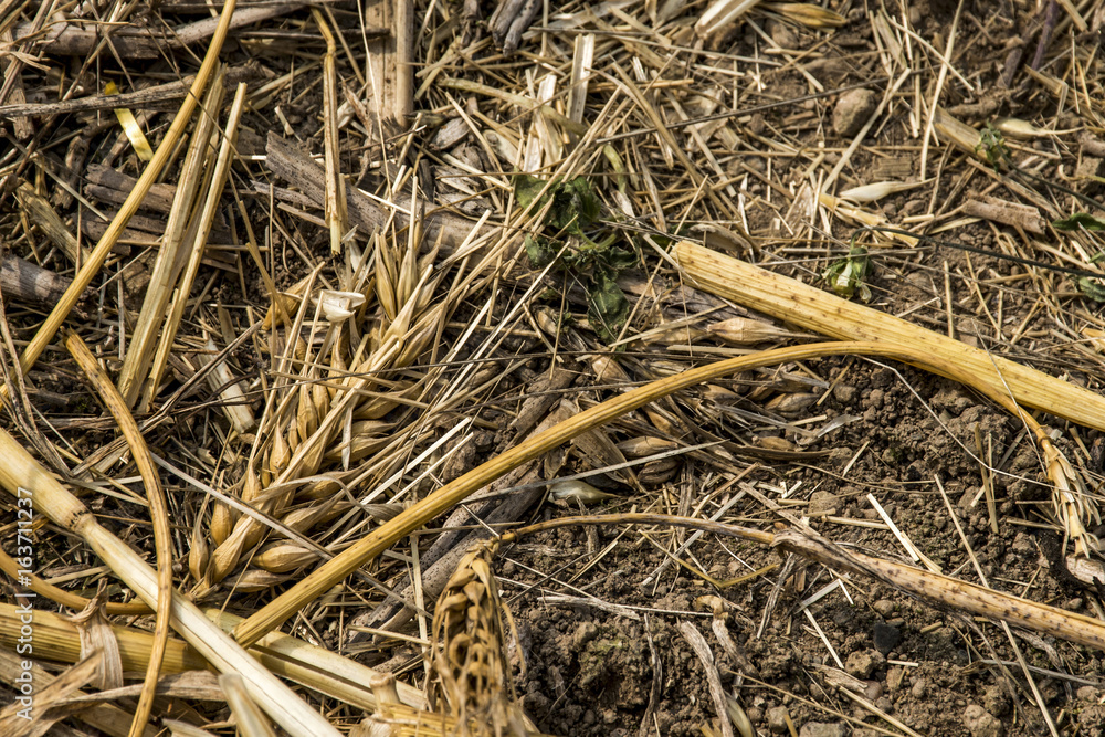seed of wheat grain on brown soil perfect light after harvest in summer seed of wheat grain on brown soil perfect light after harvest in summer