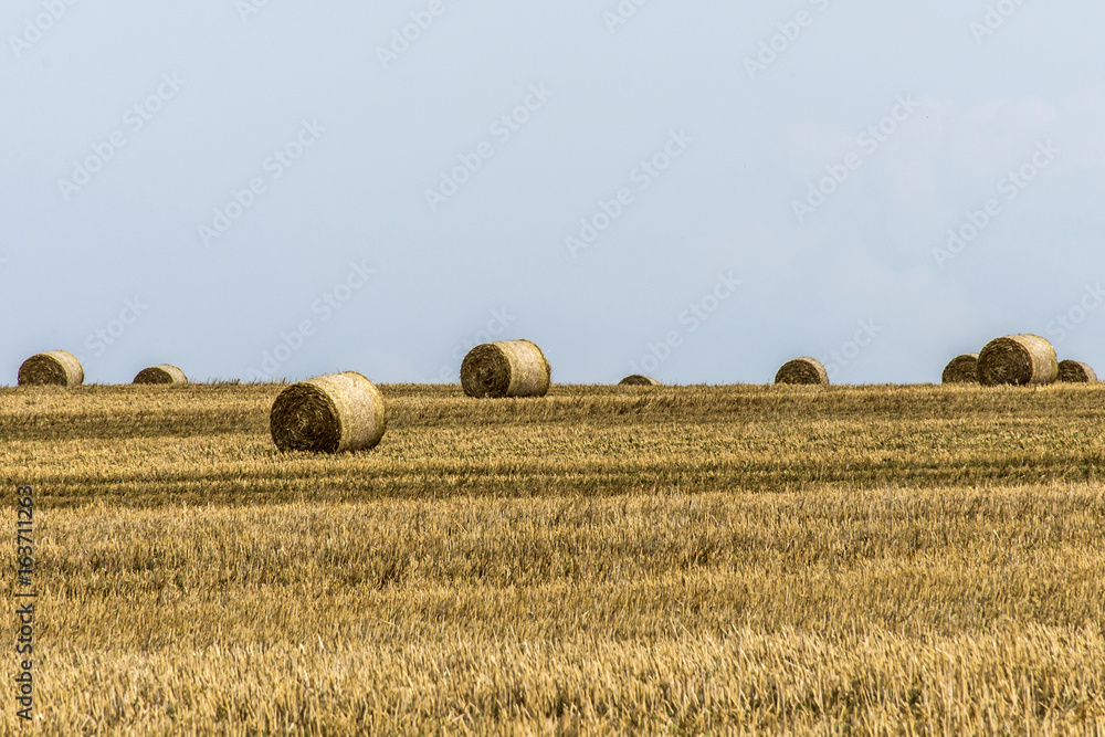 harvested field agriculture with straw bales during summer germany near Andernach